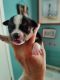 Chihuahua Puppies for sale in Chelsea, OK 74016, USA. price: NA