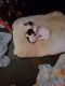 Chihuahua Puppies for sale in Newnan, GA, USA. price: NA