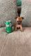 Chihuahua Puppies for sale in Mint Hill, NC, USA. price: NA