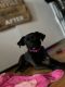 Chihuahua Puppies for sale in Chicago, IL, USA. price: $650