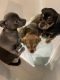 Chihuahua Puppies for sale in 1102 Essex Pl, Fayetteville, NC 28301, USA. price: NA