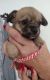 Chihuahua Puppies for sale in Green Bay, WI, USA. price: $1,000
