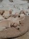 Chihuahua Puppies for sale in Lake Elsinore, CA, USA. price: $250
