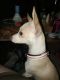 Chihuahua Puppies for sale in Flint, MI, USA. price: $300
