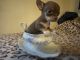 Chihuahua Puppies for sale in Comanche, OK, USA. price: NA