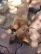Chihuahua Puppies for sale in Warner Springs, CA 92086, USA. price: NA