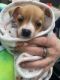 Chihuahua Puppies for sale in New York, NY 10039, USA. price: $2,000