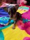 Chihuahua Puppies for sale in Fostoria, OH 44830, USA. price: NA