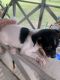 Chihuahua Puppies for sale in Porter, TX 77365, USA. price: $400