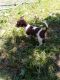 Chihuahua Puppies for sale in Shelton, WA 98584, USA. price: $300