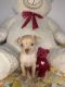 Chihuahua Puppies for sale in Newark, NJ, USA. price: $1,200