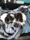 Chihuahua Puppies for sale in Sterling Heights, MI, USA. price: $100