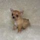 Chihuahua Puppies for sale in Fostoria, OH 44830, USA. price: NA