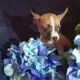 Chihuahua Puppies for sale in Tampa, FL 33606, USA. price: $550