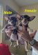 Chihuahua Puppies for sale in Central Florida, FL, USA. price: $800