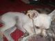 Chihuahua Puppies for sale in Stillwater, OK, USA. price: $650
