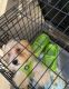 Chihuahua Puppies for sale in Lake Forest, CA, USA. price: $345
