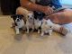 Chihuahua Puppies for sale in Downtown Seattle, Seattle, WA, USA. price: $700