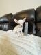 Chihuahua Puppies for sale in Downtown Seattle, Seattle, WA, USA. price: $700