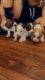 Chihuahua Puppies for sale in Ann Arbor, MI 48103, USA. price: NA