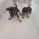 Chihuahua Puppies for sale in Washougal, WA 98671, USA. price: NA