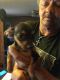 Chihuahua Puppies for sale in Blanchard, OK, USA. price: NA