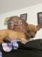 Chihuahua Puppies for sale in St. Petersburg, FL, USA. price: $1,500