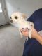 Chihuahua Puppies for sale in Flintville, TN 37335, USA. price: NA