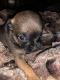 Chihuahua Puppies for sale in Stillwater, OK, USA. price: $550