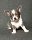 Chihuahua Puppies for sale in Chicago Loop, Chicago, IL, USA. price: $650