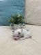 Chihuahua Puppies for sale in Knoxville, TN, USA. price: $2,300