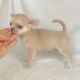 Chihuahua Puppies for sale in Chicago, IL, USA. price: $550