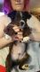 Chihuahua Puppies for sale in Kelso, WA, USA. price: $400