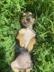 Chihuahua Puppies for sale in Murfreesboro, TN, USA. price: $450