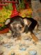 Chihuahua Puppies for sale in Youngstown, OH, USA. price: $500