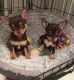 Chihuahua Puppies for sale in New York, NY, USA. price: $300