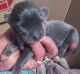 Chihuahua Puppies for sale in Jonesboro, IN 46938, USA. price: $600