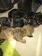 Chihuahua Puppies for sale in Scottsburg, IN 47170, USA. price: NA