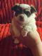 Chihuahua Puppies for sale in Friendship, NY 14739, USA. price: NA