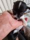 Chihuahua Puppies for sale in Chelsea, OK 74016, USA. price: NA