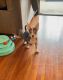Chihuahua Puppies for sale in Staten Island, NY, USA. price: $1,000