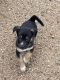 Chihuahua Puppies for sale in Prescott Valley, AZ, USA. price: NA