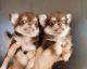 Chihuahua Puppies for sale in Floral City, FL 34436, USA. price: NA