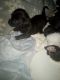 Chihuahua Puppies for sale in Twentynine Palms, CA 92277, USA. price: NA