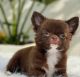 Chihuahua Puppies for sale in Washington, DC, USA. price: $700