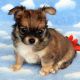 Chihuahua Puppies for sale in Montana City, MT, USA. price: $850
