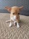 Chihuahua Puppies for sale in Nazareth, PA 18064, USA. price: $800
