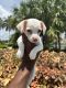 Chihuahua Puppies for sale in Miami, FL, USA. price: $950