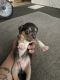 Chihuahua Puppies for sale in 5261 12th Ave NE, Seattle, WA 98105, USA. price: NA