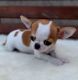 Chihuahua Puppies for sale in Canada Blvd, Toronto, ON M6K, Canada. price: NA